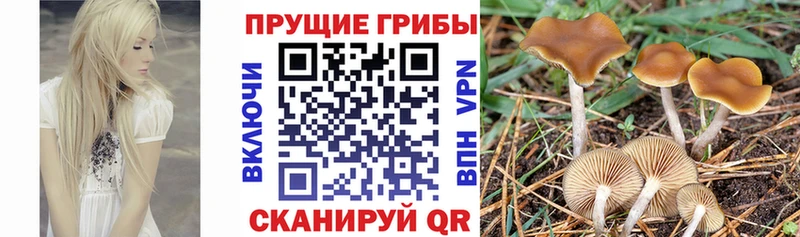 где купить   сайты даркнета официальный сайт  Псилоцибиновые грибы GOLDEN TEACHER  Югорск 